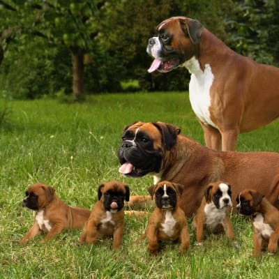 Boxer, photo 3 of 16