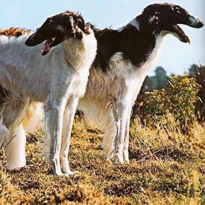 Russian canine greyhound, photo 4 of 8