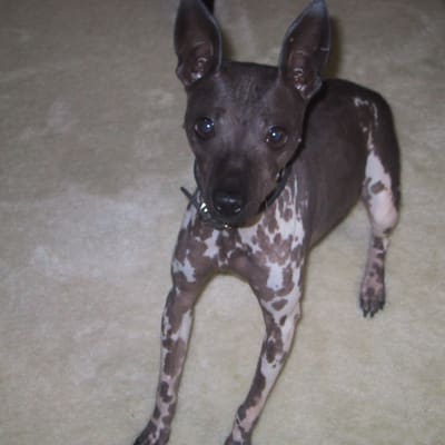 American Hairless Terrier, photo 3 of 4