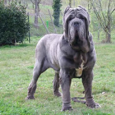 Mastino Napoletano, photo 4 of 6