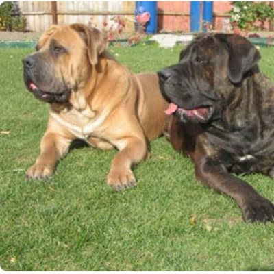 Boerboel South African, photo 4 of 9