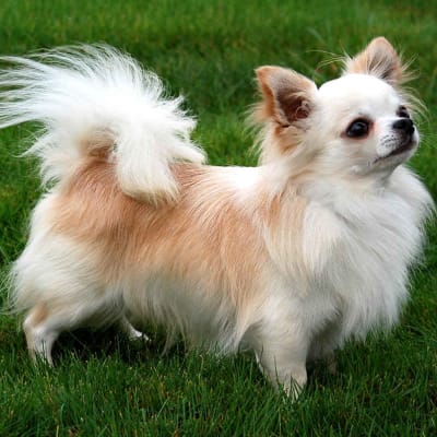 Chihuahua, photo 2 of 7