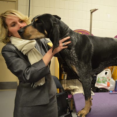 Bluetick Coonhound, photo 4 of 4
