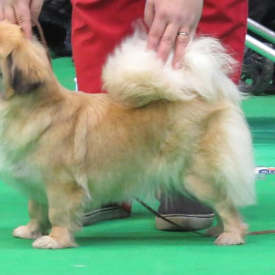 Tibetan Spaniel, photo 4 of 4