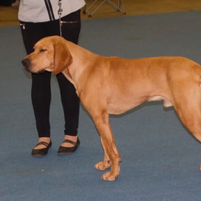 Plott Hound, photo 3 of 4