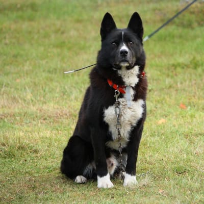 Karelian Bear Dog, photo 2 of 4
