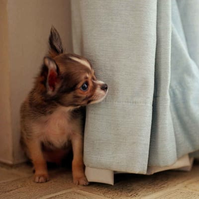 Chihuahua, photo 3 of 7