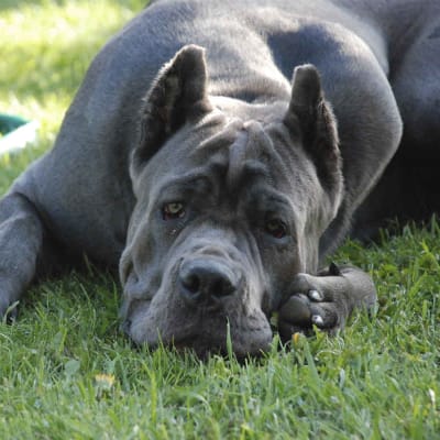 Cane Corso, photo 3 of 5