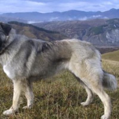 Romanian Carpathian Shepherd Dog, photo 4 of 5