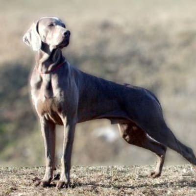 Weimaraner, photo 2 of 12