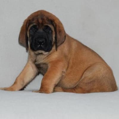 Mastiff English, photo 3 of 7