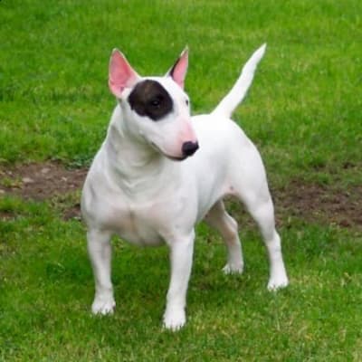 Bull terrier, photo 4 of 13