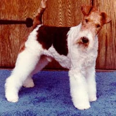 Fox Terrier - Wire, photo 3 of 5