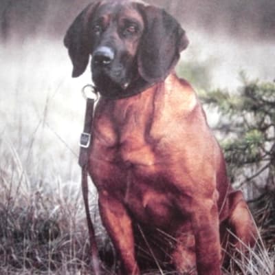 Hannover hound, photo 3 of 5