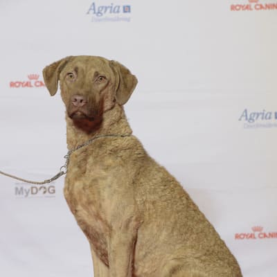 Chesapeake Bay Retriever, photo 3 of 4