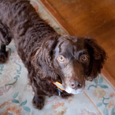 Boykin Spaniel, photo 3 of 4