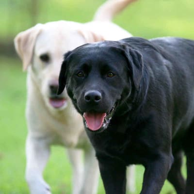 Labrador Retriever, photo 4 of 6