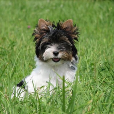 Beaver yorkshire terrier, photo 2 of 5