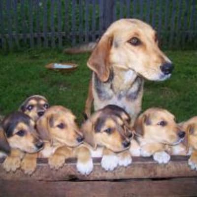 Russian hound, photo 5 of 5