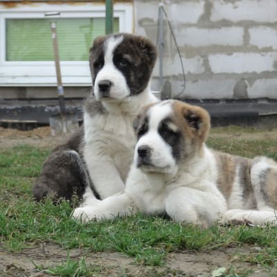 Central Asian Shepherd Dog (Alabay), photo 2 of 16