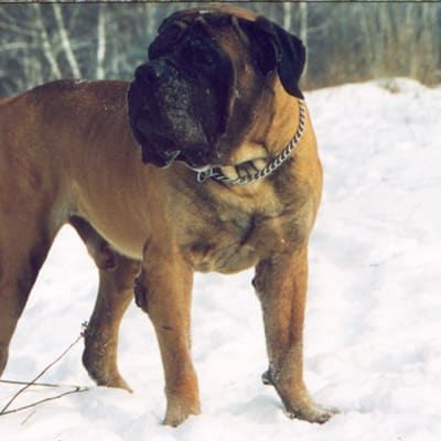 Mastiff English, photo 2 of 7