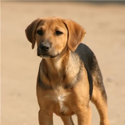 Russian hound, photo 2 of 5