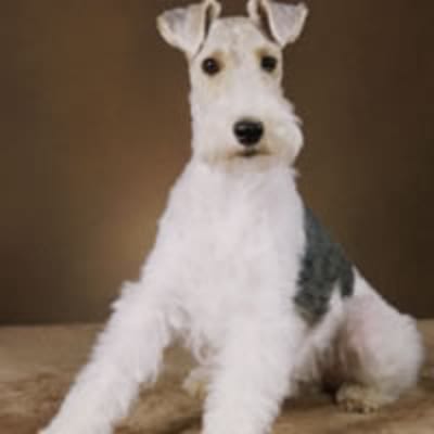 Fox Terrier - Wire, photo 5 of 5