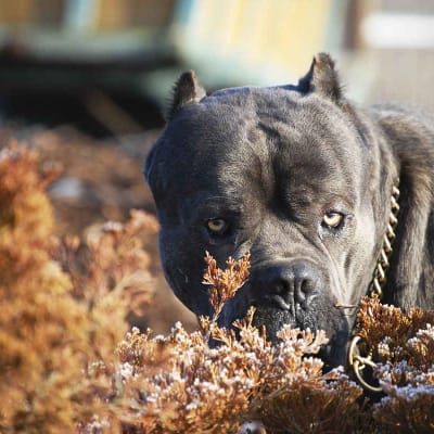 Cane Corso, photo 5 of 5