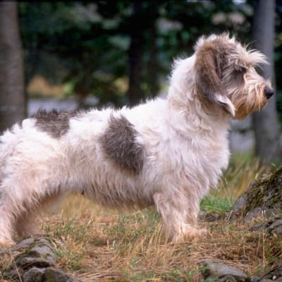 Vendee basset griffon,, photo 4 of 6