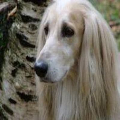 Bakhmul (native Afghan hound), photo 5 of 5