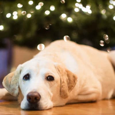 Labrador Retriever, photo 3 of 6