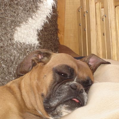 Boxer, photo 2 of 16