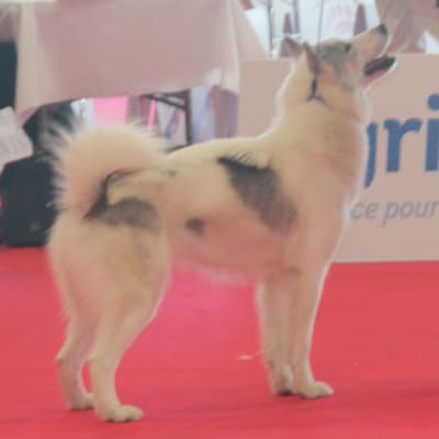 Canadian Eskimo Dog, photo 4 of 4