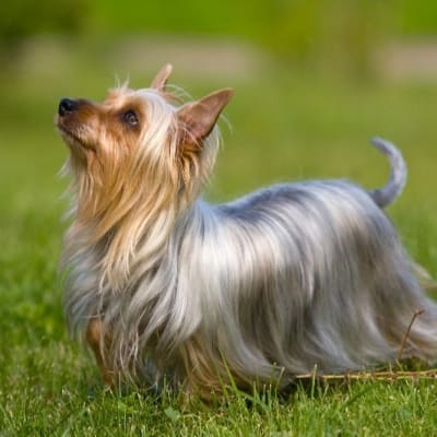 Australian Silky Terrier, photo 2 of 5