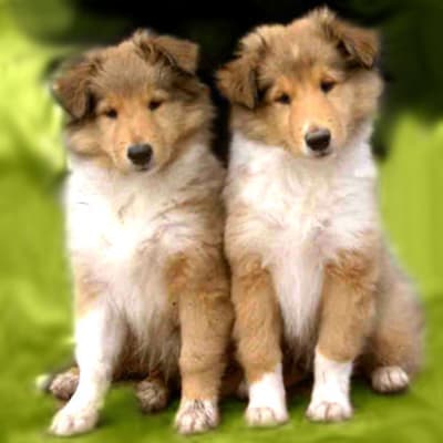 Collie, photo 4 of 10