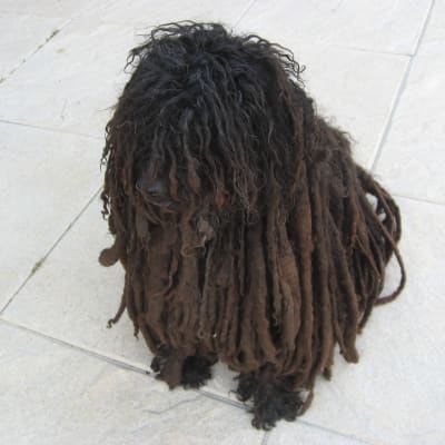 Puli, photo 4 of 4