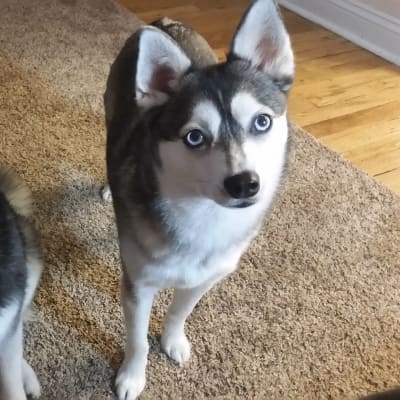 Alaskan Klee Kai, photo 3 of 4