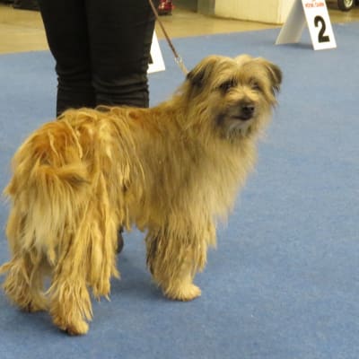 Pyrenean Shepherd, photo 2 of 4