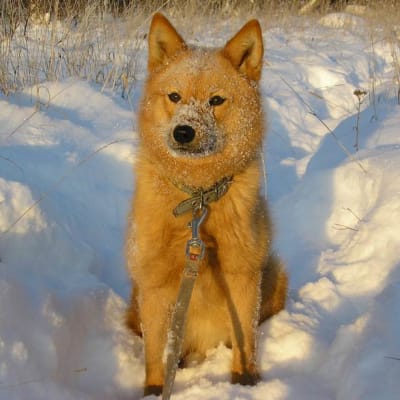 Karelian-Finnish husky, photo 2 of 9