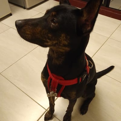 Taiwan Dog, photo 2 of 4