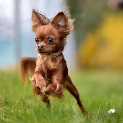 Russian toy (toy terrier), photo 4 of 5