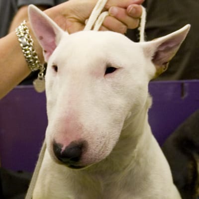 Miniature Bull Terrier, photo 2 of 4