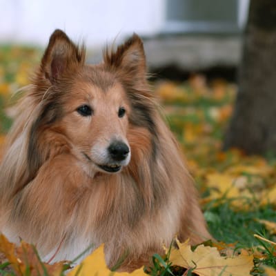 Collie, photo 3 of 10