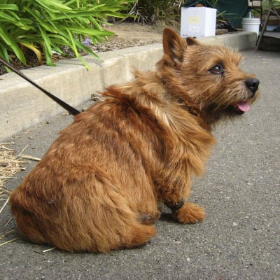 Norwich Terrier (Norwich Terrier), photo 3 of 4
