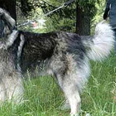 Romanian Carpathian Shepherd Dog, photo 5 of 5