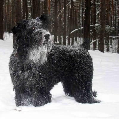 Russian black terrier, photo 2 of 5