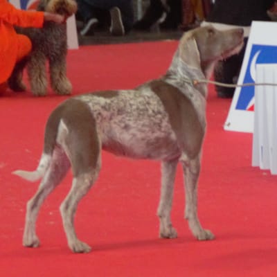 Slovakian Wirehaired Pointer, photo 2 of 4