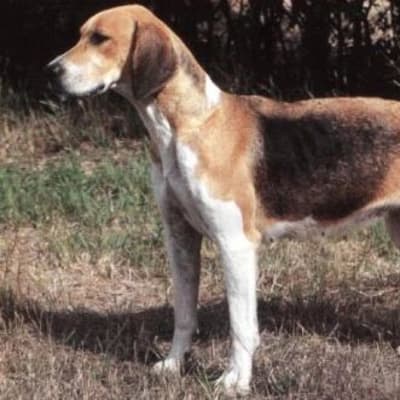 English foxhound, photo 2 of 8