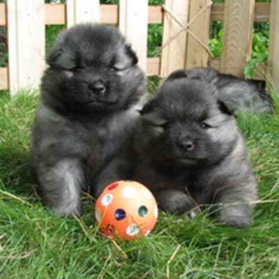 German Wolfspitz, photo 2 of 12