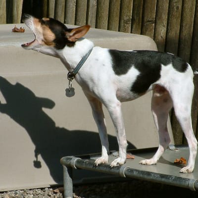 Rat Terrier, photo 4 of 4
